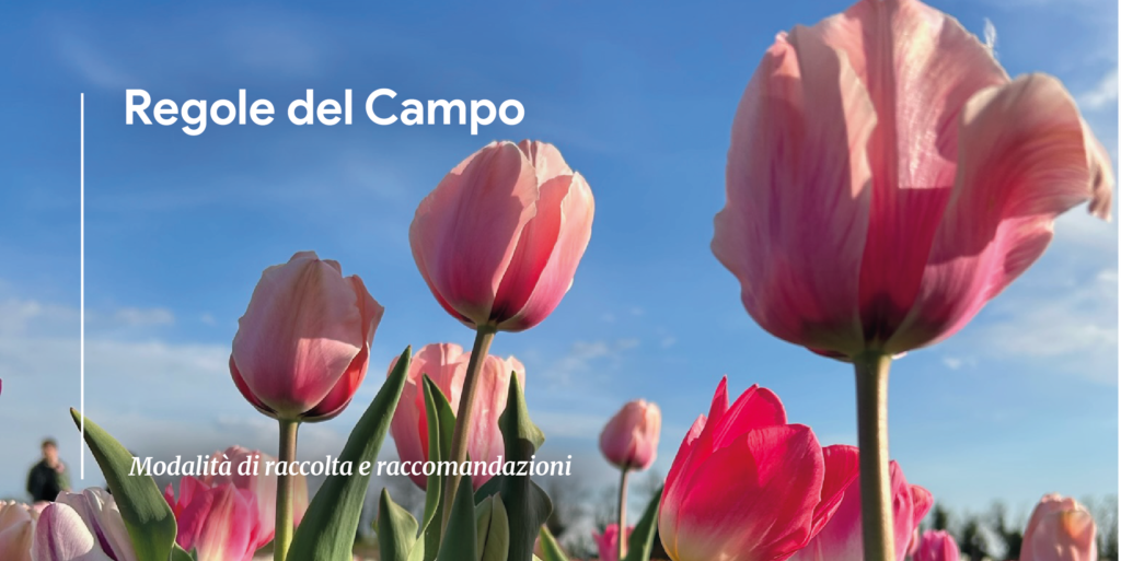 COPERTINA REGOLE DEL CAMPO: tulipani rosa e titolo della pagina